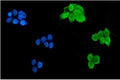 Immunofluorescent staining of FFPE human MCF7 cells with Msi1 antibody (green) and DAPI nuclear stain (blue). HIER: steam section in pH6 citrate buffer for 20 min.