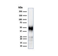 Western blot testing of human Jurkat cell lysate using recombinant CD2 antibody (clone LFA2/3417R). Expected molecular weight ~47 kDa.