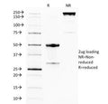 SDS-PAGE Analysis of Purified, BSA-Free GITR Antibody (clone DTA-1). Confirmation of Integrity and Purity of the Antibody.