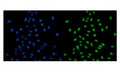 Immunofluorescent staining of FFPE human U-2 OS cells with PSD5A antibody (green) and DAPI nuclear stain (blue). HIER: steam section in pH6 citrate buffer for 20 min.