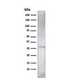 Western blot testing of human U937 cell lysate with Prolactin antibody (clone (PRL/2910). Predicted molecular weight: ~25 kDa.