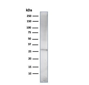 Western blot testing of human U937 cell lysate with Prolactin antibody (clone (PRL/2910). Predicted molecular weight: ~25 kDa.