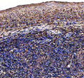 IHC staining of FFPE human tonsil tissue with IL7RA antibody, HRP-secondary and DAB substrate. HIER: boil tissue sections in pH8 EDTA for 20 min and allow to cool before testing.