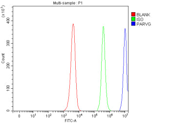 Flow Cytometry analysis of JK cells using anti-PARVG antibody. Overlay histogram showing JK cells stained with (Blue line). To facilitate intracellular staining, cells were fixed with 4% paraformaldehyde and permeabilized with permeabilization buffer. The cells were blocked with 10% normal goat serum. And then incubated with rabbit anti-PARVG antibody (1 ug/million cells) for 30 min at 20oC.