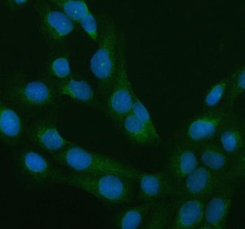 IF/ICC staining of FFPE human U-2 OS cells with RAB11 antibody (green) at 5ug/ml and DAPI nuclear stain (blue). HIER: steam section in pH6 citrate buffer for 20 min.