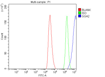 Flow Cytometry analysis of HepG2 cells using anti-GGA2 antibody. Overlay histogram showing HepG2 cells stained with (Blue line). To facilitate intracellular staining, cells were fixed with 4% paraformaldehyde and permeabilized with permeabilization buffer. The cells were blocked with 10% normal goat serum. And then incubated with rabbit anti-GGA2 antibody (1 ug/million cells) for 30 min at 20oC.