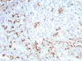IHC staining of FFPE human tonsil tissue with recombinant CD163 antibody (clone M130/8821R). HIER: boil tissue sections in pH 9 10mM Tris with 1mM EDTA for 20 min and allow to cool before testing.