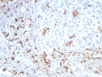 IHC staining of FFPE human tonsil tissue with recombinant CD163 antibody (clone M130/8821R). HIER: boil tissue sections in pH 9 10mM Tris with 1mM EDTA for 20 min and allow to cool before testing.