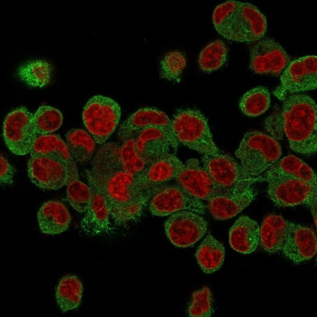 Immunofluorescence staining of human HepG2 cells with Prohibitin antibody (green, clone PHB/3231) and Reddot nuclear stain (red).