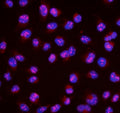 Immunofluorescent staining of FFPE human U-2 OS cells with MAFA antibody (red) and DAPI nuclear stain (blue). HIER: steam section in pH6 citrate buffer for 20 min.
