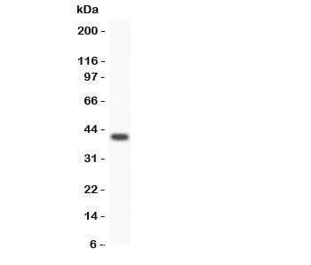 Western blot testing of WNT3A antibody and SMMC-7721 lysate. Expected/observed size 35~44KD depending on glycosylation level.