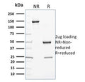 SDS-PAGE analysis of purified, BSA-free CYP3A1 antibody (clone P6) as confirmation of integrity and purity.