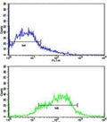 Flow cytometric analysis of HepG2 cells using EphA1 antibody (green) compared to a negative control (blue). FITC-conjugated goat-anti-rabbit secondary Ab was used for the analysis.