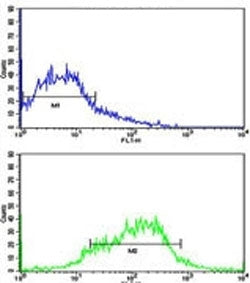 Flow cytometric analysis of HepG2 cells using EphA1 antibody (green) compared to a negative control (blue). FITC-conjugated goat-anti-rabbit secondary Ab was used for the analysis.