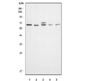 Flow cytometry testing of human ThP-1 cells with KAT5 antibody at 1ug/million cells (blocked with goat sera); Red=cells alone, Green=isotype control, Blue= KAT5 antibody.