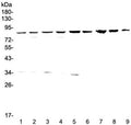 Western blot testing of human 1) HeLa, 2) 293T, 3) MCF7, 4) COLO320, 5) 22RV1 6) SK-OV-3, 7) rat stomach, 8) rat liver and 9) mouse liver lysate wtih CD2AP antibody at 0.5ug/ml. Predicted molecular weight: 71-80 kDa.