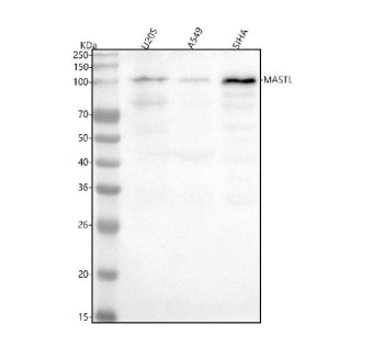Western blot analysis of MASTL using anti-MASTL antibody. Lane 1: human HepG2 whole cell lysates, Lane 2: human 293T whole cell lysates, Lane 3: human Hela whole cell lysates, Lane 4: human MCF-7 whole cell lysates, Lane 5: rat testis tissue lysates, Lane 6: rat C6 whole cell lysates, Lane 7: mouse testis tissue lysates, Lane 8: mouse NIH/3T3 whole cell lysates. After electrophoresis, proteins were transferred to a nitrocellulose membrane at 150 mA for 50-90 min.