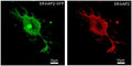 HEK293 overexpressing human SRGAP2 and probed with GFP (green) and SRGAP2 (red) antibody at 2.5ug/ml