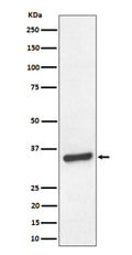 Western blot analysis of TCEA1 expression in human HeLa cell lysate. Predicted molecular weight ~34 kDa.