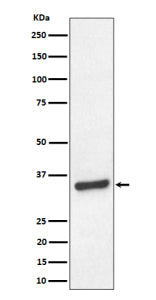 Western blot analysis of TCEA1 expression in human HeLa cell lysate. Predicted molecular weight ~34 kDa.