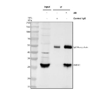 Immunoprecipitating IMPA1 in Jurkat whole cell lysate. Western blot analysis of IMPA1 using anti-IMPA1 antibody. Lane 1: Jurkat whole cell lysates (30ug), Lane 2: Rabbit control IgG instead of anti-IMPA1 antibody in Jurkat whole cell lysate, Lane 3: anti-IMPA1 antibody (2ug) + Jurkat whole cell lysate (500ug). After electrophoresis, proteins were transferred to a membrane.