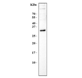 Western blot testing of mouse NIH 3T3 cell lysate with BPIFA1 antibody. Predicted molecular weight: 25-27 kDa.