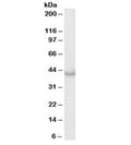 Western blot testing of human heart lysate with Caspase 4 antibody at 0.3ug/ml. Expected molecular weight ~43 kDa (precursor), ~30 kDa (pro domain + large subunit), ~20 kDa (large subunit).