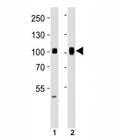 Western blot analysis of lysate from human (1) HeLa and (2) Ramos cell line using SP1 antibody at 1:1000. Reported molecular weight: 81-95 kDa.