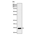 Western blot analysis of Histone H2B (crotonyl K12) expression in HeLa cell lysate using Histone H2B (crotonyl K12) antibody. Predicted molecular weight ~14 kDa.