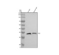 Western blot analysis of PDC using anti-PDC antibody. Electrophoresis was performed on a 10% SDS-PAGE gel at 80V (Stacking gel) / 120V (Resolving gel) for 2 hours. Lane 1: rat eye tissue lysates, Lane 2: mouse eye tissue lysates. After electrophoresis, proteins were transferred to a nitrocellulose membrane at 150 mA for 50-90 min. Blocked the membrane with 5% non-fat milk/TBS for 1.5 hour at RT.