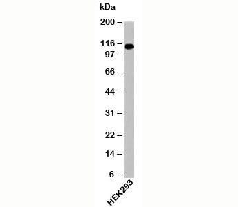 Western blot testing of human samples with Importin-9 antibody at 0.25ug/ml.