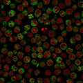 Immunofluorescent staining of PFA-fixed human Raji cells with CD79a antibody (clone HM47/A9, green) and Reddot nuclear stain (red).