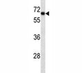 SOX9 antibody western blot analysis in HepG2 lysate. Predicted molecular weight: 56-65 kDa.