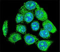 Confocal immunofluorescent analysis of EGR1 antibody with HeLa cells followed by Alexa Fluor 488-conjugated goat anti-rabbit lgG (green). DAPI was used as a nuclear counterstain (blue).