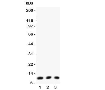 Western blot testing of Eotaxin antibody (0.5ug/ml) and Lane 1: mouse lung; 2: (m) intestine; 3: (m) HEPA lysate