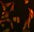 Immunofluorescent staining of BRD1 using anti-BRD1 antibody (green) and anti-Beta Tubulin antibody (red). BRD1 was detected in immunocytochemical section of HELA cell. Enzyme antigen retrieval was performed using IHC enzyme antigen retrieval reagent for 15 mins. The cells were blocked with 10% goat serum. And then incubated with 5 ug/ml rabbit anti-BRD1 antibody and mouse anti-Beta Tubulin antibody overnight at 4oC.