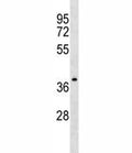 NDRG4 antibody western blot analysis in CEM lysate.