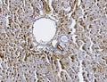 IHC staining of FFPE rat liver tissue with Alanine aminotransferase 1 antibody. HIER: boil tissue sections in pH8 EDTA for 20 min and allow to cool before testing.