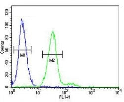 CD117 antibody flow cytometric analysis of 293 cells (green) compared to a negative control cell (blue). FITC-conjugated goat-anti-rabbit secondary Ab was used for the analysis.