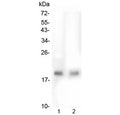 Western blot testing of human 1) HepG2 and 2) PC-3 lysate with TMEM166 antibody at 0.5ug/ml. Predicted molecular weight ~17 kDa.