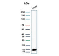 Western blot testing of human liver lysate with Transthyretin antibody. Predicted molecular weight ~16 kDa.