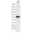 Western blot testing of human HeLa cell lysate with p53 antibody (DO-1). Expected molecular weight ~53 kDa.