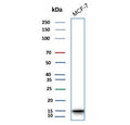 Western blot testing of human MCF7 cell lysate with phospho-Histone H3 antibody.