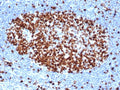 IHC staining of FFPE human tonsil tissue with recombinant Ki67 antibody (clone rMKI67/6499). HIER: boil tissue sections in pH 9 10mM Tris with 1mM EDTA for 20 min and allow to cool before testing.