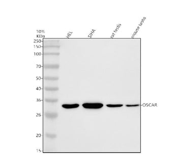 Western blot analysis of OSCAR using anti-OSCAR antibody. Electrophoresis was performed on a 10% SDS-PAGE gel at 80V (Stacking gel) / 120V (Resolving gel) for 2 hours. Lane 1: human HEL whole cell lysates, Lane 2: human SIHA whole cell lysates, Lane 3: rat testis tissue lysates, Lane 4: mouse testis tissue lysates. After electrophoresis, proteins were transferred to a nitrocellulose membrane at 150 mA for 50-90 min. Blocked the membrane with 5% non-fat milk/TBS for 1.5 hour at RT.