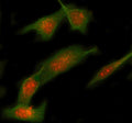 Immunofluorescent staining of STX12 using anti-STX12 antibody (red) and anti-Beta Tubulin antibody (green). STX12 was detected in immunocytochemical section of HELA cell. Enzyme antigen retrieval was performed using IHC enzyme antigen retrieval reagent for 15 mins. The cells were blocked with 10% goat serum. And then incubated with 5 ug/ml rabbit anti-STX12 antibody and mouse anti-Beta Tubulin antibody overnight at 4oC.