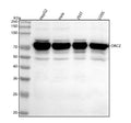 Western blot analysis of ORC2 using anti-ORC2 antibody. Lane 1: human MCF-7 whole cell lysates, Lane 2: human PC-3 whole cell lysates, Lane 3: human whole cell lysates, Lane 4: human whole cell lysates, Lane 5: rat testis tissue lysates, Lane 6: rat PC-12 whole cell lysates, Lane 7: mouse testis tissue lysates, Lane 8: mouse NIH/3T3 whole cell lysates. After electrophoresis, proteins were transferred to a nitrocellulose membrane at 150 mA for 50-90 min.