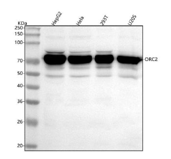 Western blot analysis of ORC2 using anti-ORC2 antibody. Lane 1: human MCF-7 whole cell lysates, Lane 2: human PC-3 whole cell lysates, Lane 3: human whole cell lysates, Lane 4: human whole cell lysates, Lane 5: rat testis tissue lysates, Lane 6: rat PC-12 whole cell lysates, Lane 7: mouse testis tissue lysates, Lane 8: mouse NIH/3T3 whole cell lysates. After electrophoresis, proteins were transferred to a nitrocellulose membrane at 150 mA for 50-90 min.