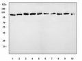 Western blot testing of 1) human K562, 2) human 293T, 3) monkey COS-7, 4) human HeLa, 5) human A549, 6) rat brain, 7) rat PC-6, 8) mouse lung, 9) mouse brain and 10) mouse kidney tissue lysate with Mitogen-activated protein kinase 7 antibody. Expected molecular weight: 80-115 kDa.