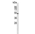Western blot testing of mouse cerebellum tissue lysate with Stk11 antibody. Predicted molecular weight ~49 kDa.